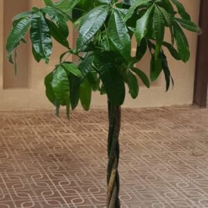 باشيرا مجدلة