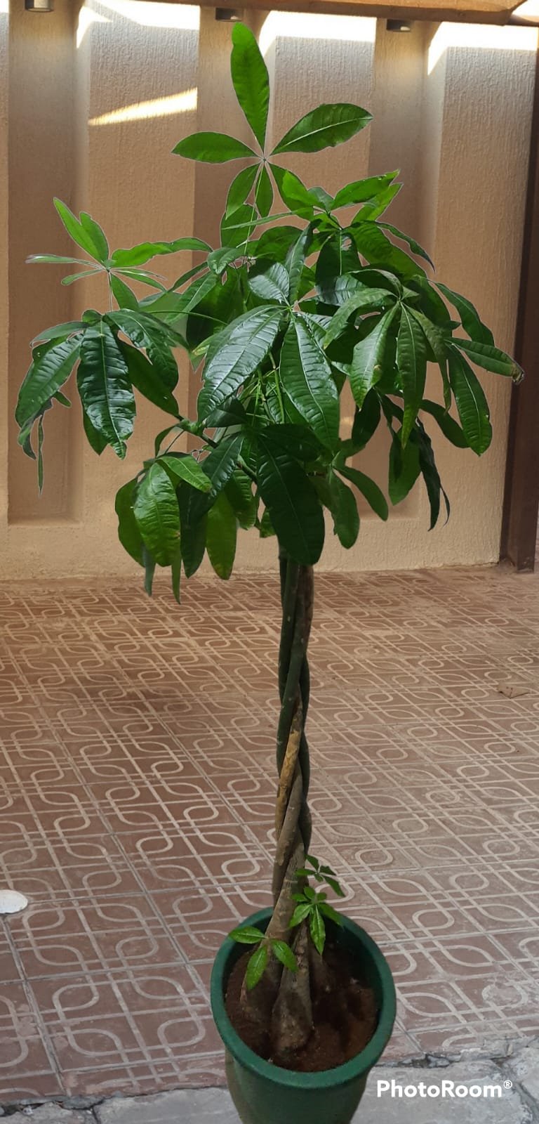 باشيرا مجدلة