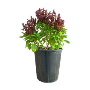 مشموم بحريني مميز