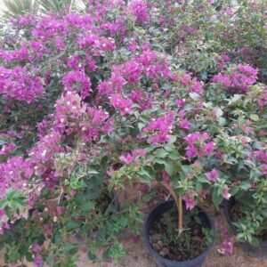 مجنونة تايلاندية حوض ٣٥