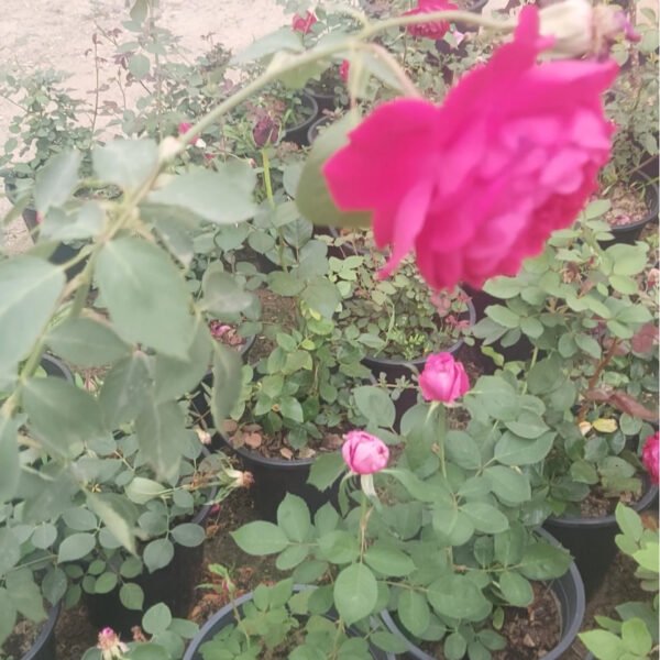 جوري محمدي حوض ٢٥
