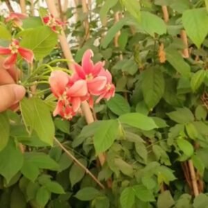 ياسمين هندي احمر متسلق مترين