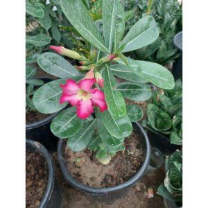 عدنة ايدينيوم desert rose زهرة الصحراء