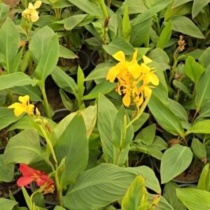 زنبق الكنا الايطالي