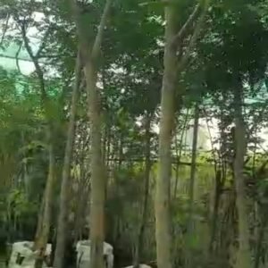 شجرة برهام عملاقة