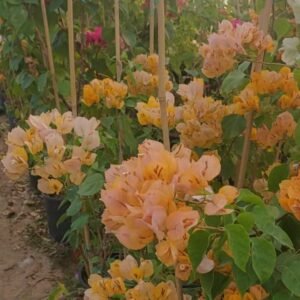 مجنونة تايلاندية كبيرة
