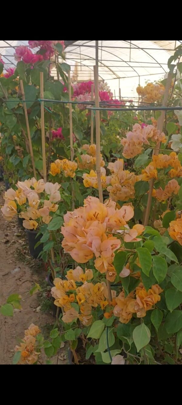 مجنونة تايلاندية كبيرة