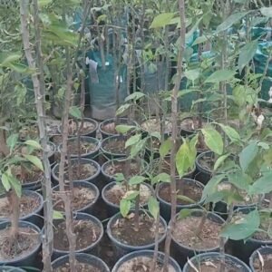 اشجار الترنج المطعمة