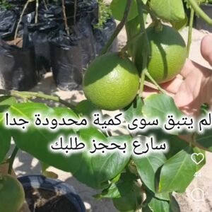 ليمون إيطالي أصفر منتج