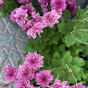 كريز فوشي حوض ٢٥ سم